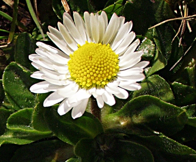 Bellis perennis, G�nsebl�mchen