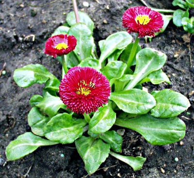 Bellis perennis, G�nsebl�mchen, Tasso