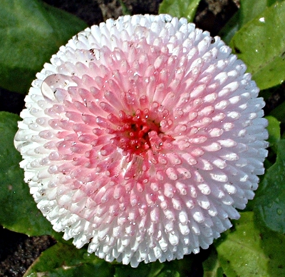 Bellis perennis, Gnseblmchen, gefllt