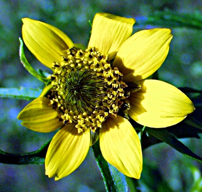 Bidens cernuus, Nickender Zweizahn, Blüte