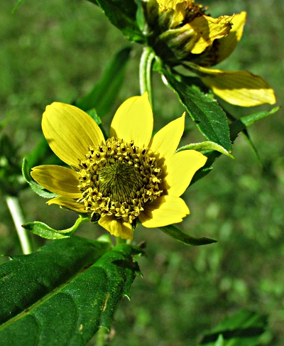 Bidens cernuus, Nickender Zweizahn, Blten