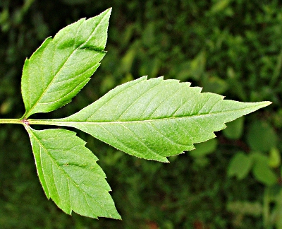 Bidens frondosus, Schwarzfr�chtiger Zweizahn, Blatt