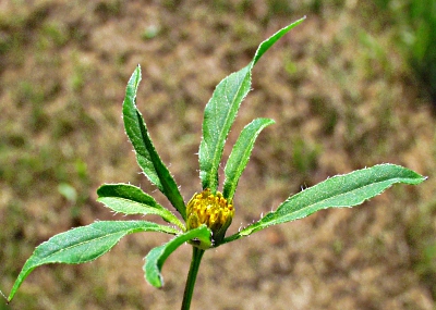 Bidens frondosus, Schwarzfr�chtiger Zweizahn, Bl�te