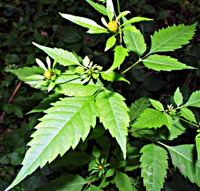 Bidens frondosus, Schwarzfr�chtiger Zweizahn, Habitus