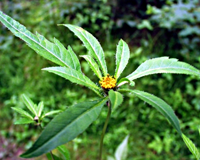 Schwarzfrüchtiger Zweizahn, Blüte