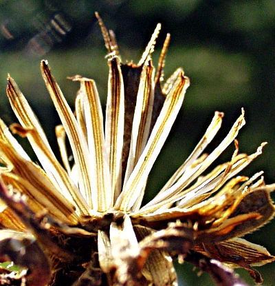 Bidens frondosus, Schwarzfr�chtiger Zweizahn, Frucht