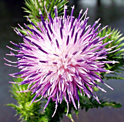 Carduus crispus, Krause Distel, Blüte