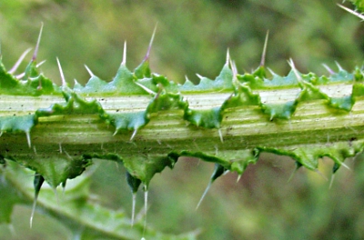 Carduus crispus, Krause Distel, Stängel
