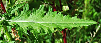 Carduus x polyacanthus, Vielstachelige Distel, Blatt