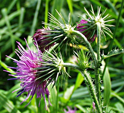 Carduus x polyacanthus, Vielstachelige Distel, Blüten