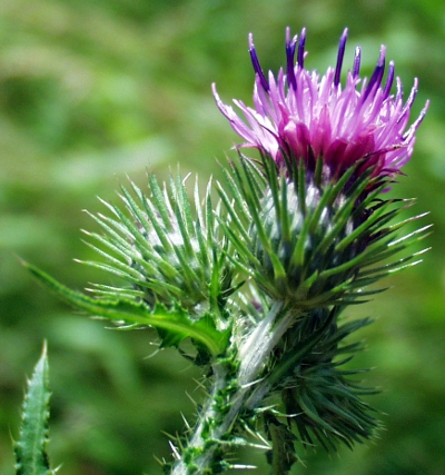 Carduus x polyacanthus, Vielstachelige Distel