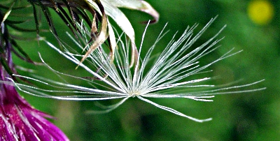 Carduus x polyacanthus, Vielstachelige Distel, Pappus