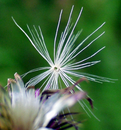 Carduus × polyacanthus, Vielstachelige Distel, Pappus