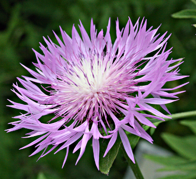 Centaurea dealbata, Zweifarbige Flockenblume