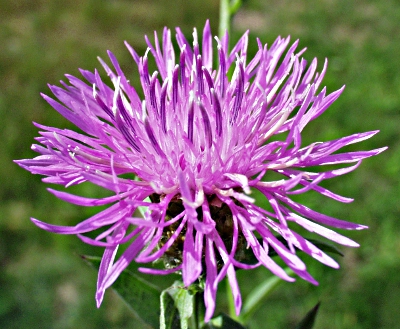 Centaurea x gerstlaueri, Gerstlauers Flockenblume, Bltenstand