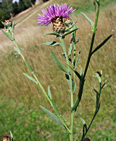 Centaurea x gerstlaueri, Gerstlauers Flockenblume
