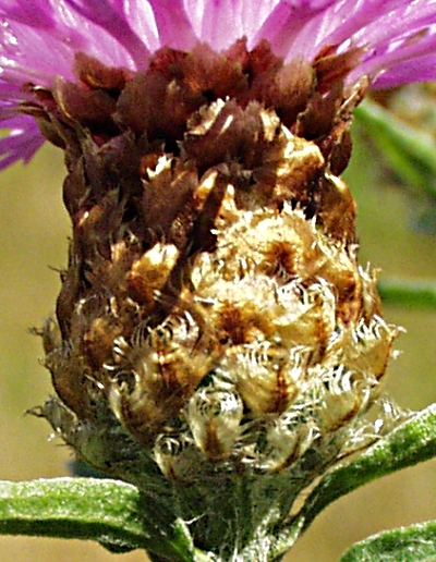 Centaurea x gerstlaueri, Gerstlauers Flockenblume, Hlle