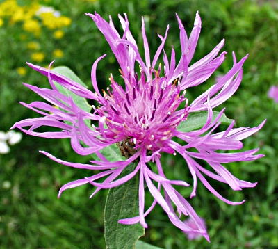 Centaurea jacea, Wiesen-Flockenblume, Bl�te