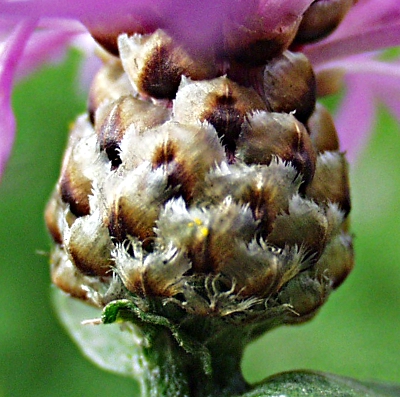 Centaurea jacea, Wiesen-Flockenblume, H�lle