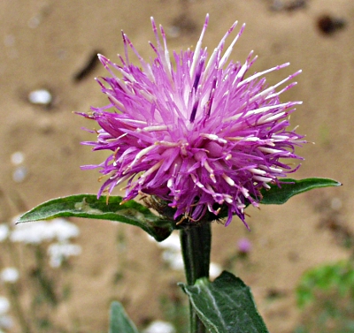 Centaurea nemoralis, Hain-Flockenblume, Bl�te