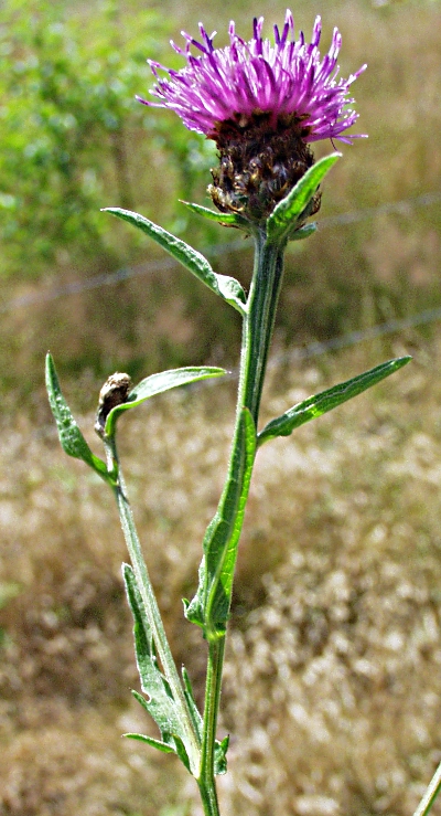 Centaurea nemoralis, Hain-Flockenblume