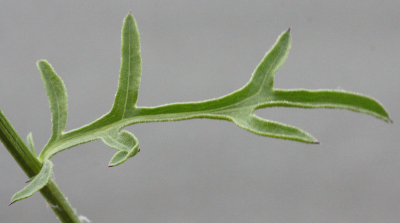 Centaurea scabiosa, Skabiosen-Flockenblume, Blatt