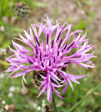 Centaurea scabiosa, Skabiosen-Flockenblume, Blte