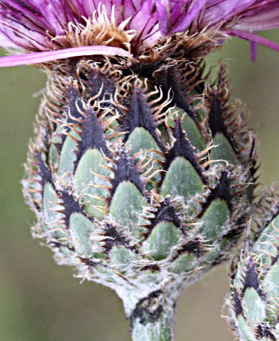 Centaurea scabiosa, Skabiosen-Flockenblume, Hlle