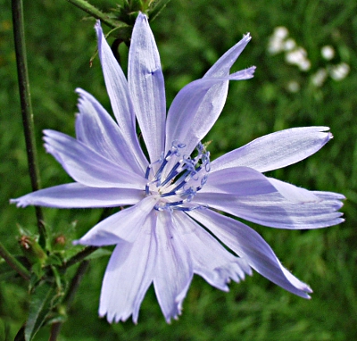 Cichorium intybus, Gewöhnliche Wegwarte, Blüte