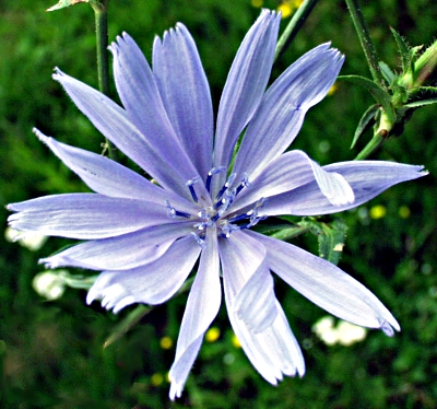Cichorium intybus, Wegwarte, Blüte