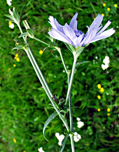 Cichorium intybus, Wegwarte