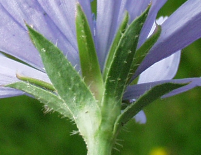 Cichorium intybus, Wegwarte, Hülle