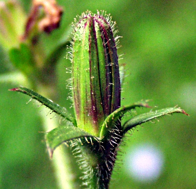 Cichorium intybus, Gewöhnliche Wegwarte, Knospe