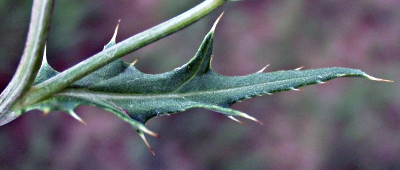 Cirsium arvense, Acker-Kratzdistel, Blatt