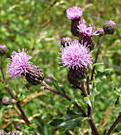 Cirsium arvense, Acker-Kratzdistel, Krbchenstand