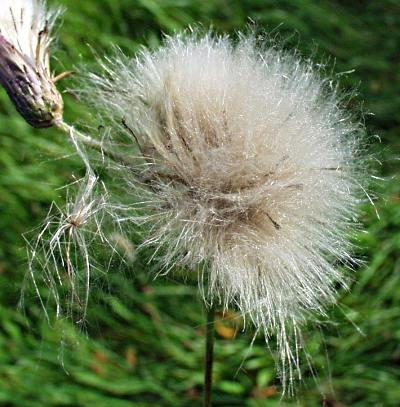 Cirsium arvense, Acker-Kratzdistel, Fruchtstand