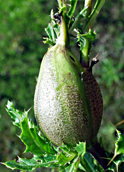 Cirsium arvense, Acker-Kratzdistel, Galle