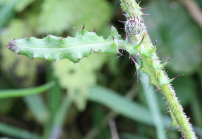 Cirsium palustre, Sumpf-Kratzdistel, Blatt und Stngel