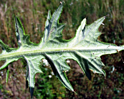 Cirsium vulgare, Gewhnliche Kratzdistel, Blattunterseite