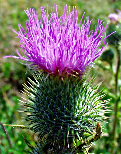 Cirsium vulgare, Gewhnliche Kratzdistel, Blte und Hlle