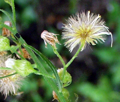 Conyza canadensis, Kanadisches Berufkraut, Pappus