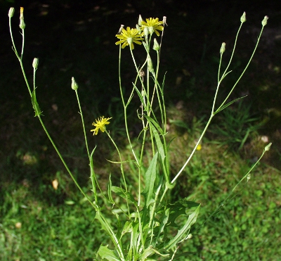 Crepis capillaris, Kleinköpfiger Pippau