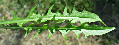Crepis capillaris, Kleinköpfiger Pippau, Grundblätter
