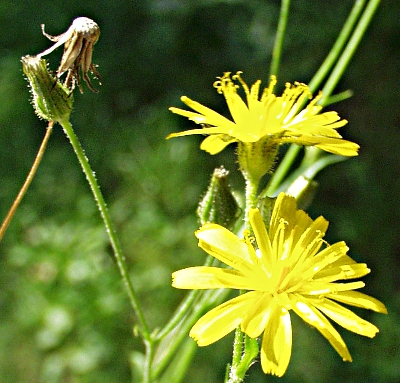 Crepis capillaris, Kleinköpfiger Pippau, Blüten