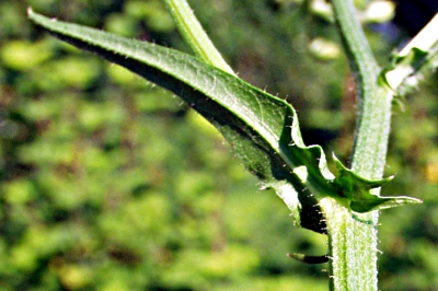 Crepis capillaris, Kleinköpfiger Pippau, Stängelblatt