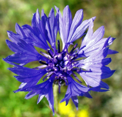 Cyanus segetum, Kornblume, Blüte