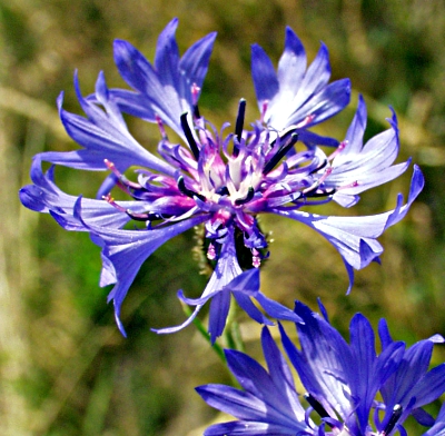 Cyanus segetum, Kornblume, Blüte