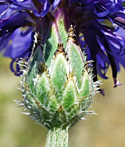 Cyanus segetum, Kornblume, Hülle