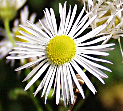 Erigeron annuus, Einj�hriges Berufkraut, Bl�tenstand