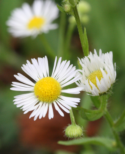 Erigeron annuus, Einjähriges Berufkraut
